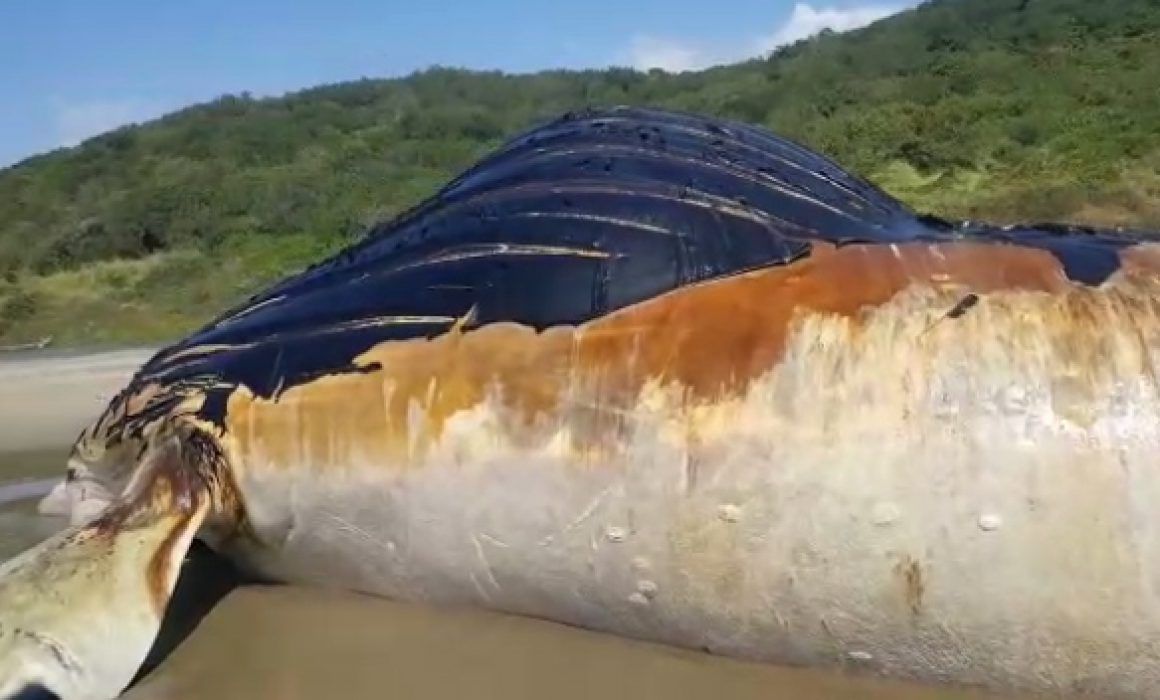 Enorme ballena jorobada aparece muerta en playa de Petatlán