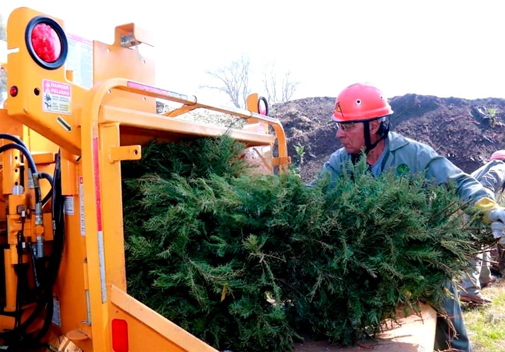 Anuncia Probosque campaña de reciclaje de árboles de navidad naturales