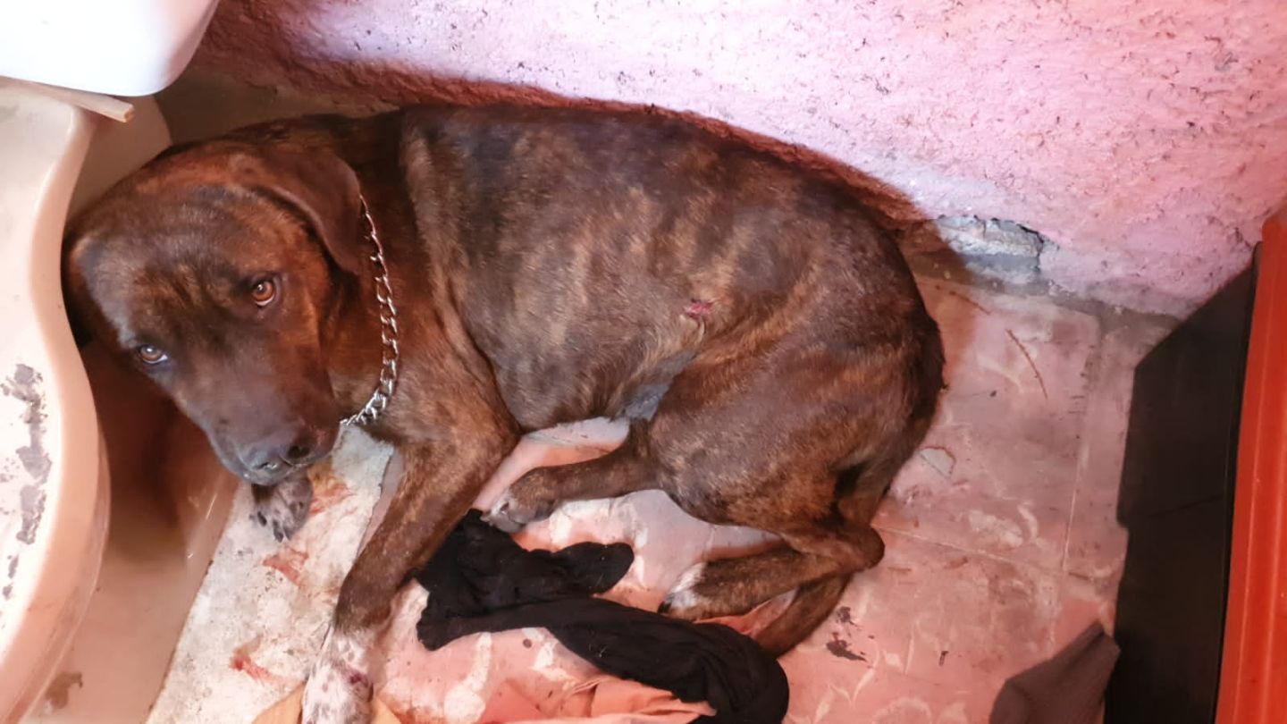 #Autoridades de Ecatepec le salvan la #vida a perro que fue agredido a #balazos por un sujeto: que #afortunadamente esta identificado 