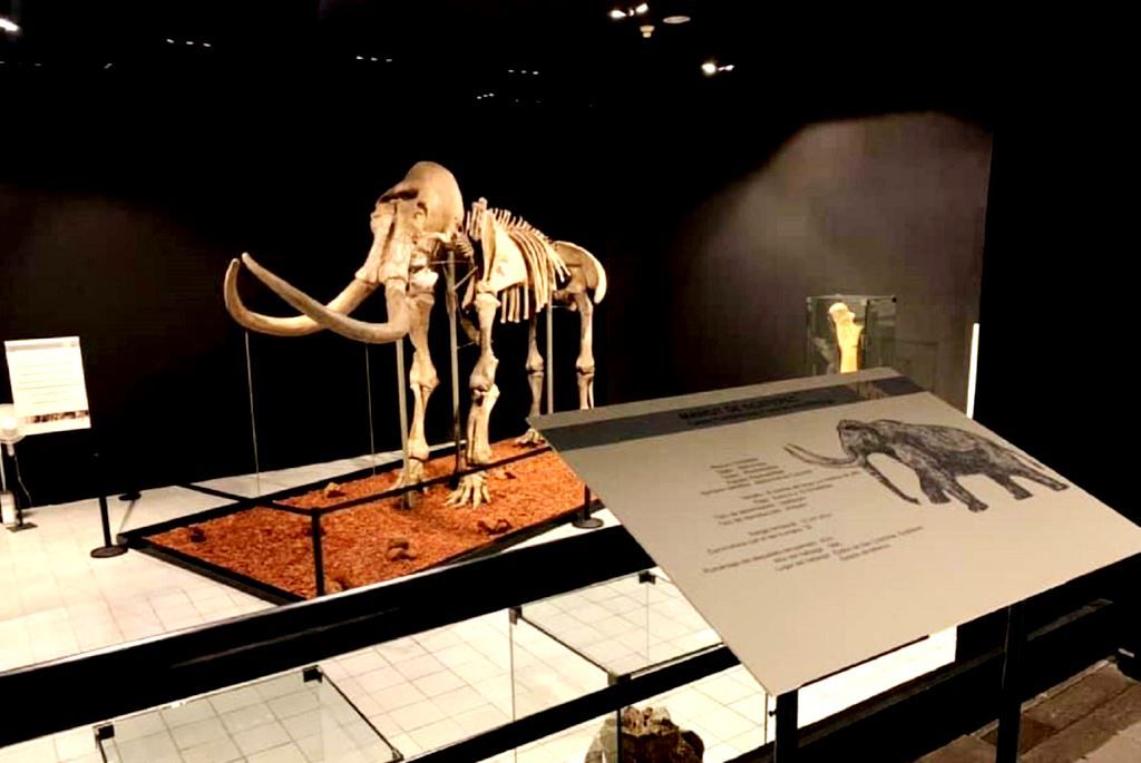 El mamut de Ecatepec Pacha recibe a visitantes del Museo de Antropología e Historia del Edoméx