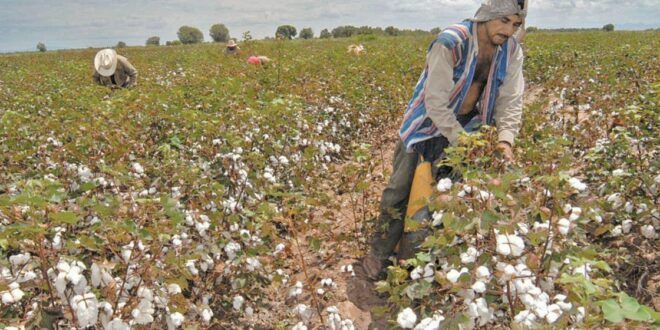 Se desploma 33% la producción de algodón en México por carestía de semillas