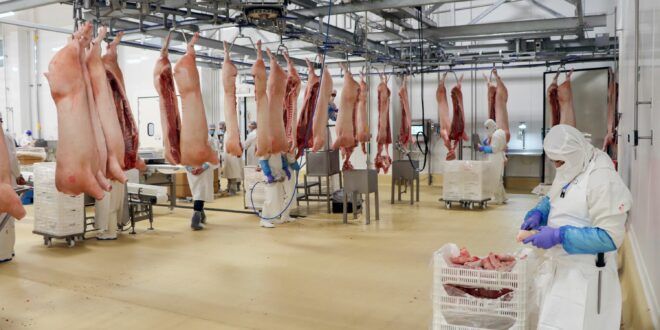 Porcicultores impulsan mayor participación en el mercado japonés