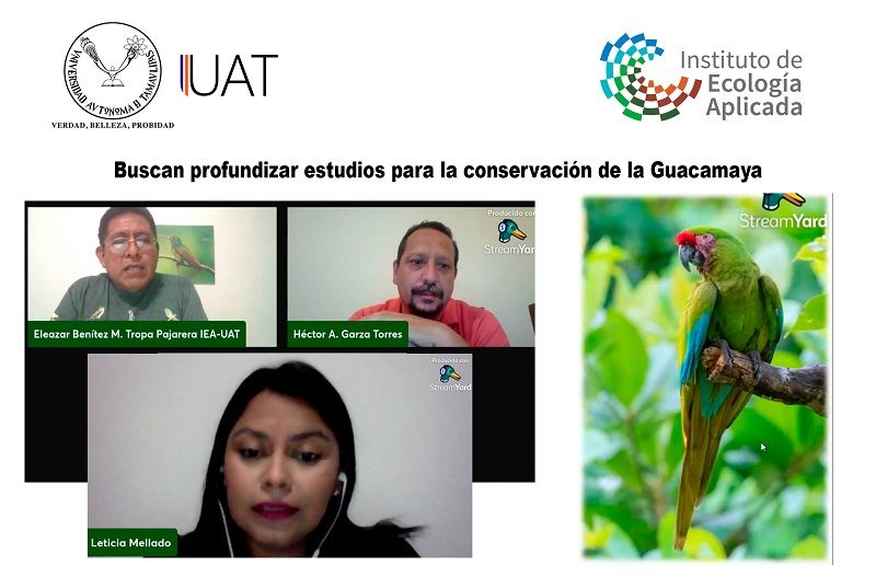 Colabora UAT en estudios para la conservación de la Guacamaya