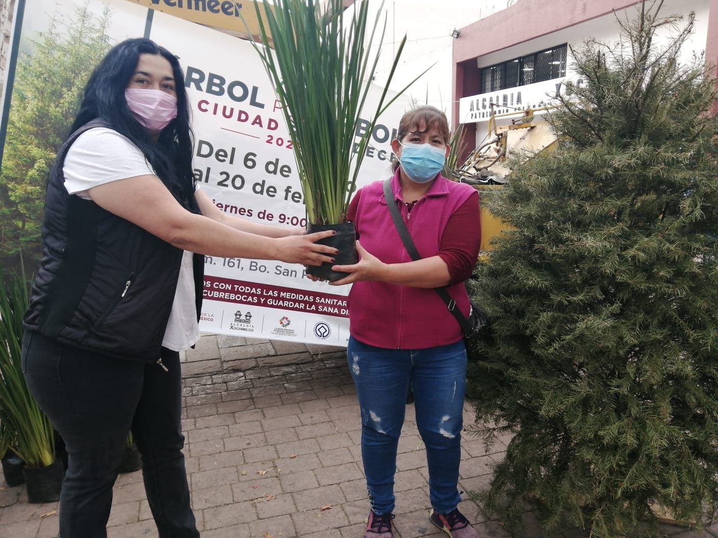 Recolecta Xochimilco àrboles de navidad naturales para procesarlos en abono orgánico