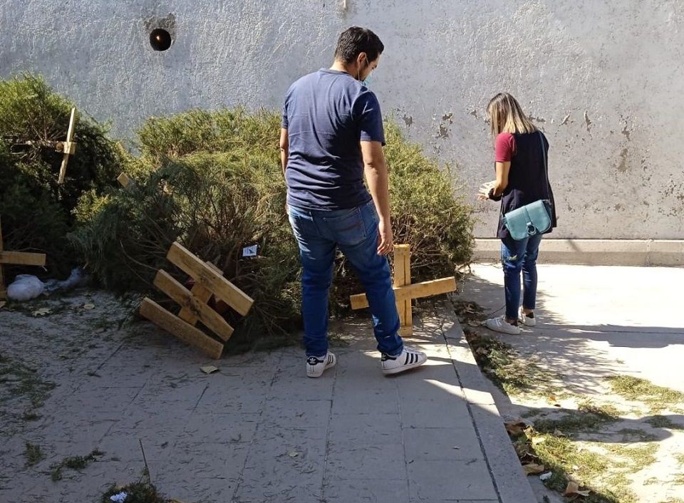 Continúa programa reciclado de árboles navideños con éxito en Alameda Texcocana