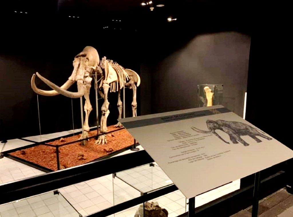 El Museo de Antropología e Historia invita a conocer al mamut de más de 10 mil 500 años de antigüedad
