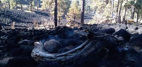 Incendio consume alrededor de 80 hectáreas de bosque, lo controlan después de 24hrs.