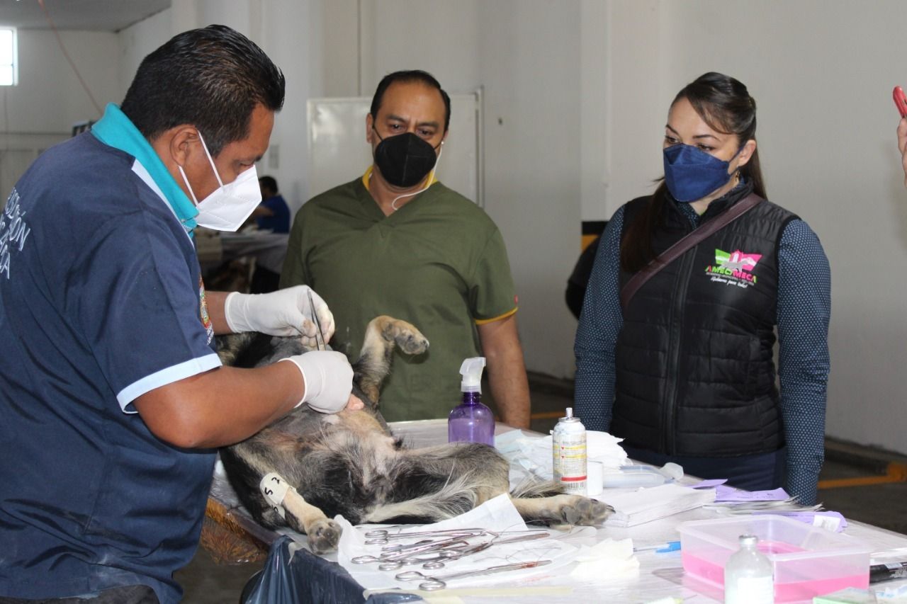 #Con éxito concluyo la jornada de esterilización canina en Amecameca