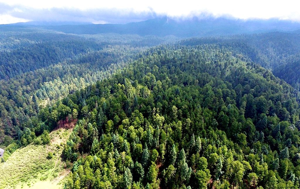 Contribuyen acciones forestales a la sustentabilidad de los Bosques Mexiquenses