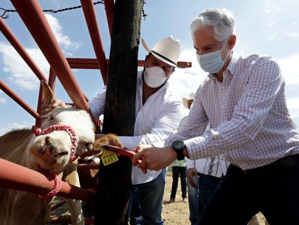  En el Sur del Estado de México  Inicia Campaña de Aretado de Ganado