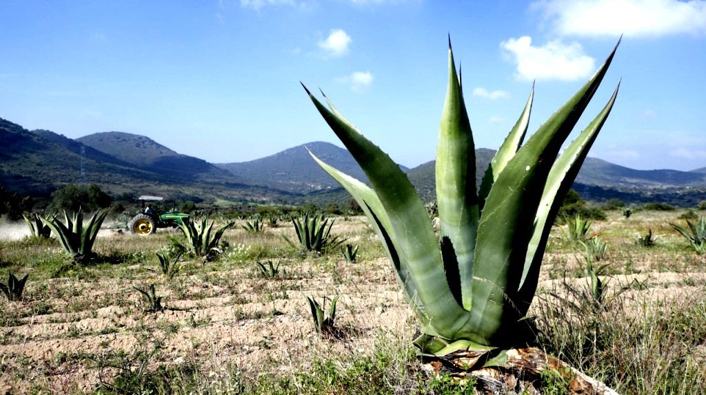 Destinan más de 600 productoras y productores mexiquenses mil 600 hectáreas al cultivo del maguey pulquero