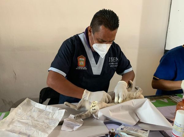 Anuncia Gobierno de Amecameca tercera jornada de Esterilización Canina y Felina gratuita