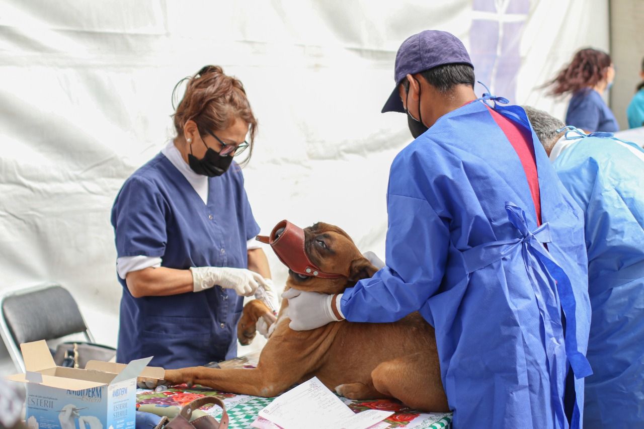 #Chimalhuacán esterilizo más de 200 mascotas en la quinta jornada