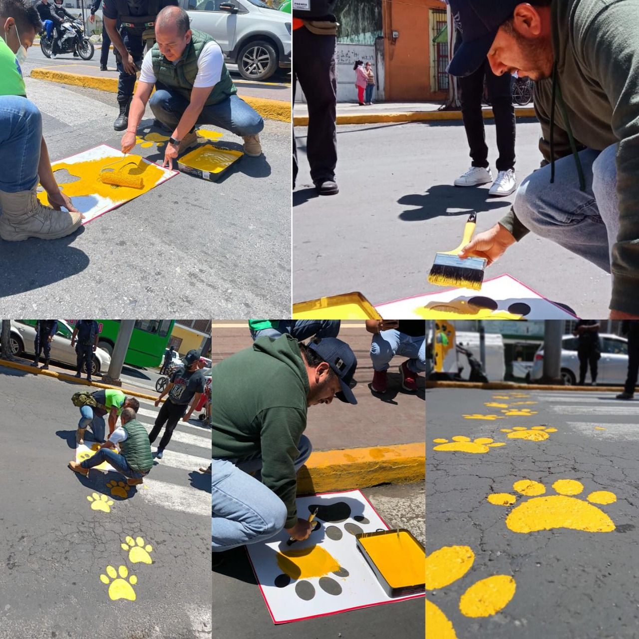 Pintan paso peatonal para mascotas en Nogales Veracruz. 