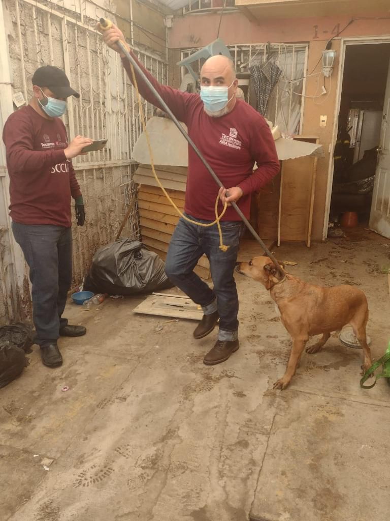 Rescatan a tres perros que se encontraban en total abandono en los Héroes Tecámac