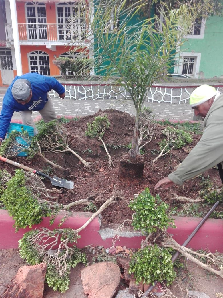 Dan mantenimiento a árboles de espacios públicos de Río Blanco para seguridad de los ciudadanos 