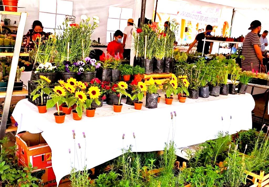 El Festival de las Flores y Cactáceas regresa en Axapusco