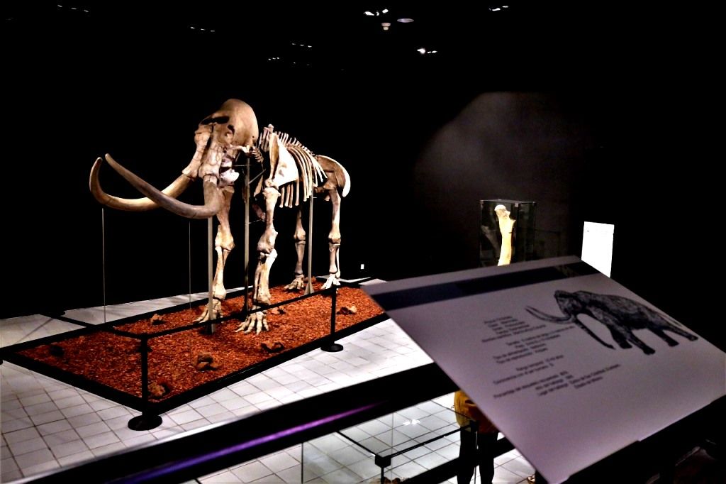 Continúa en exhibición ’Pacha’, el mamut del Museo de Antropología
