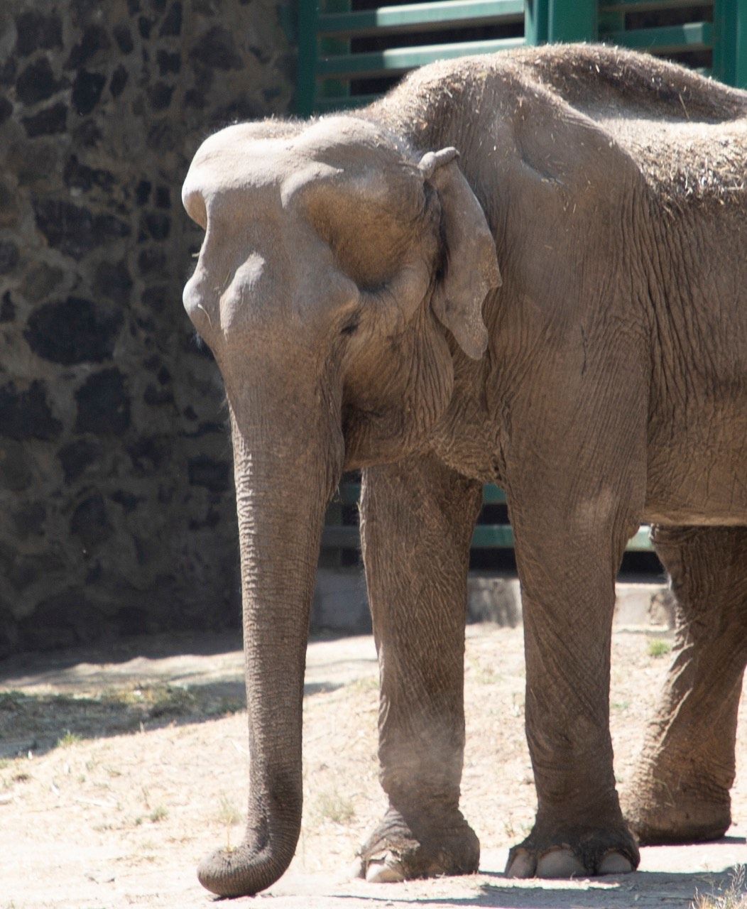 Murió "Tammy" la elefante más longeva del zoológico de Zacango