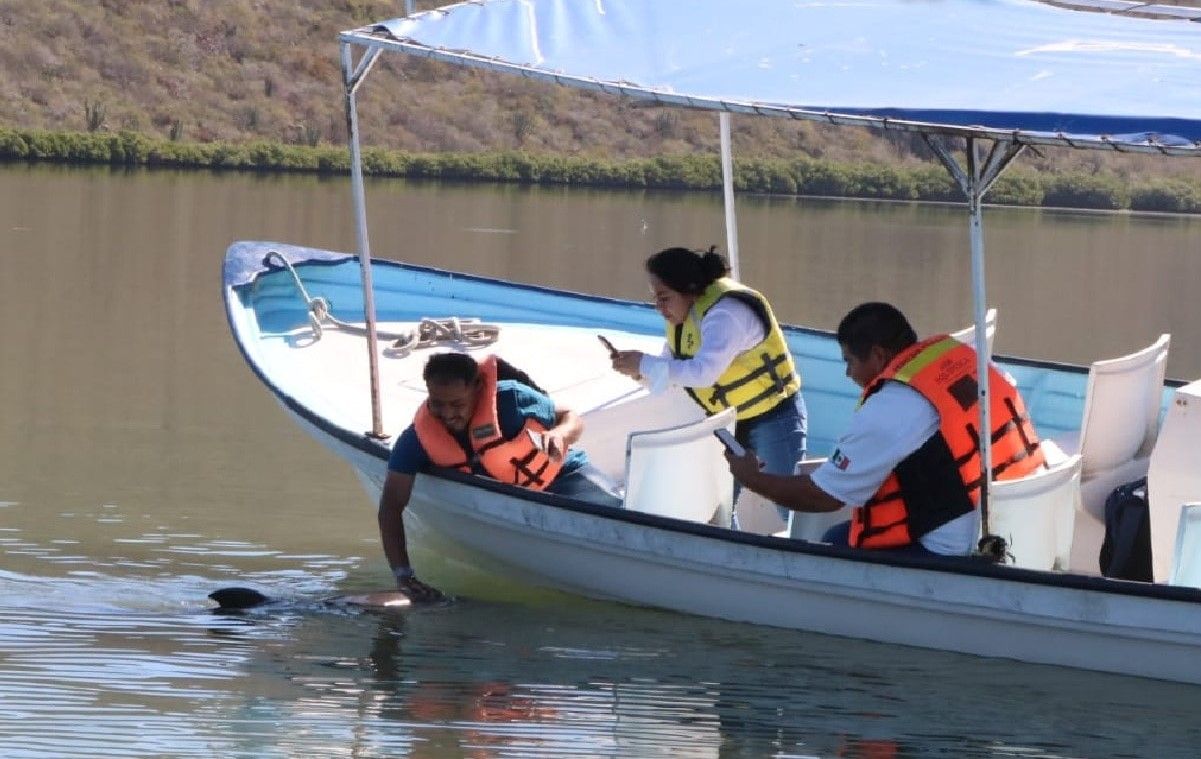 De nueva cuenta propela lesiona al delfín "El Pechoco" de Topolobampo