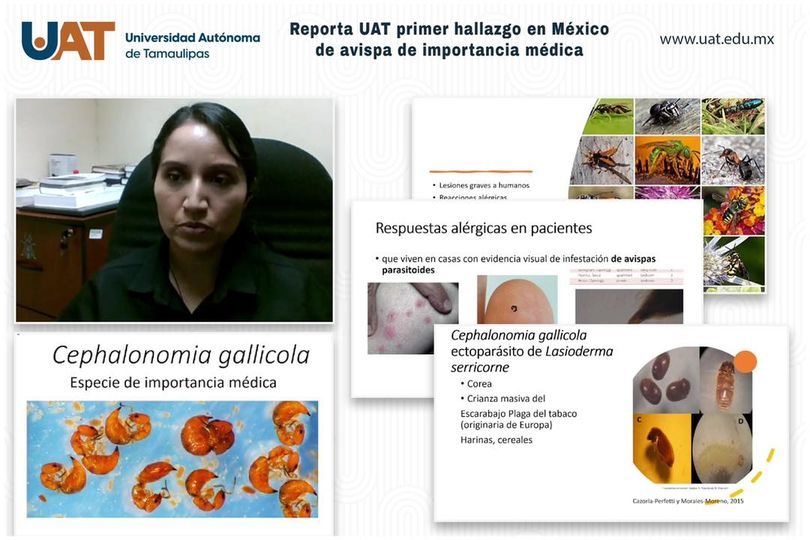 Reporta UAT el primer hallazgo en México de avispa de importancia médica