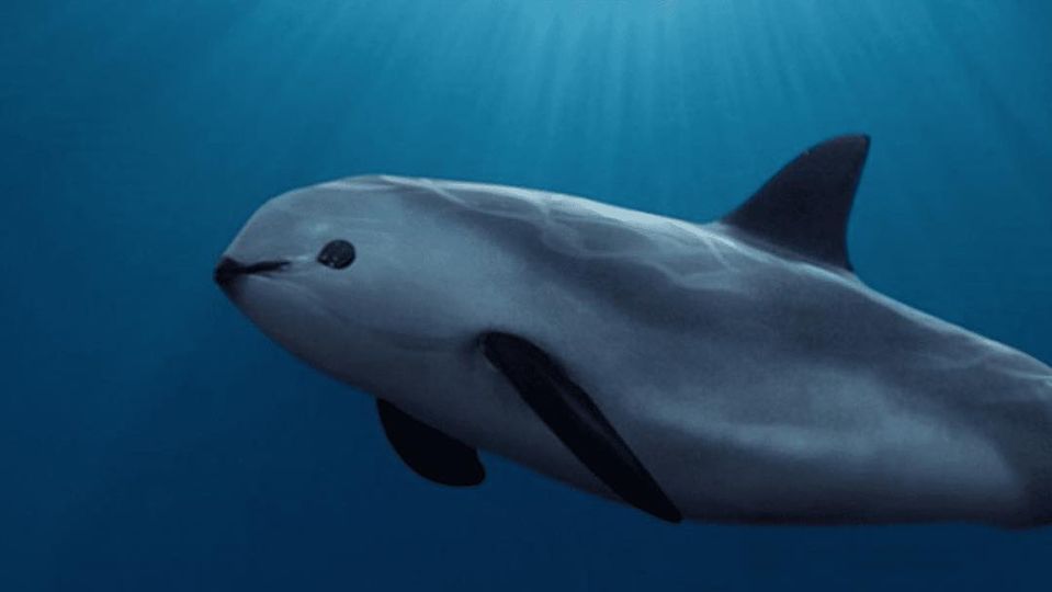 Vaquita marina al borde de la extinción por pesca ilegal en Mar de Cortés