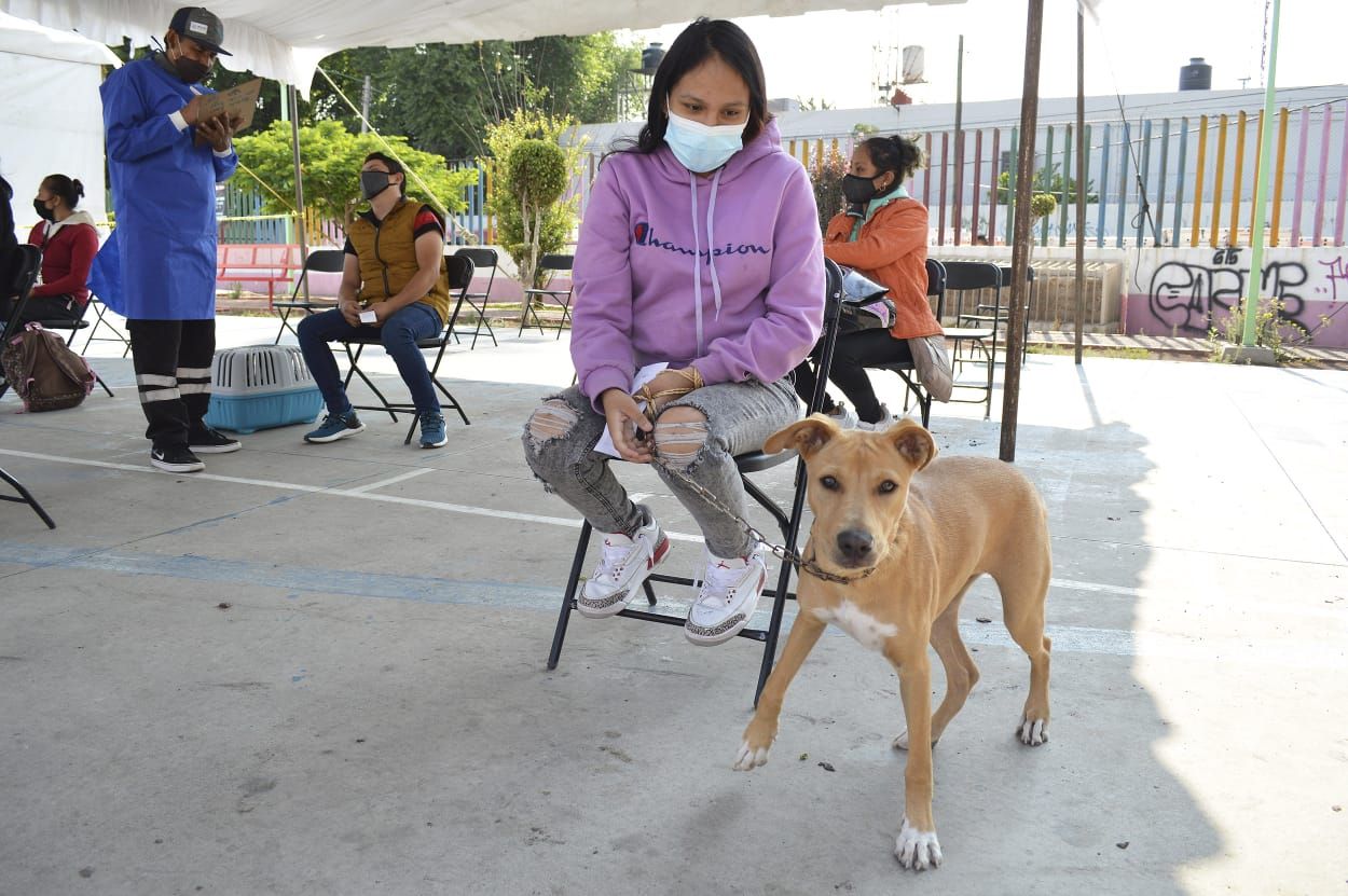 Evitan Sobrepoblación de Perros Callejeros con más de Dos Mil Esterilizaciones en Chimalhuacán 