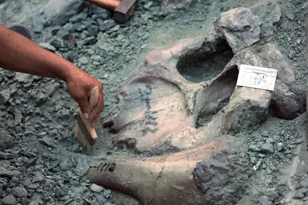  Fósiles de un reptil marino hallado en los Alpes suizos podrían ser del ’animal más grande que haya habitado la Tierra’