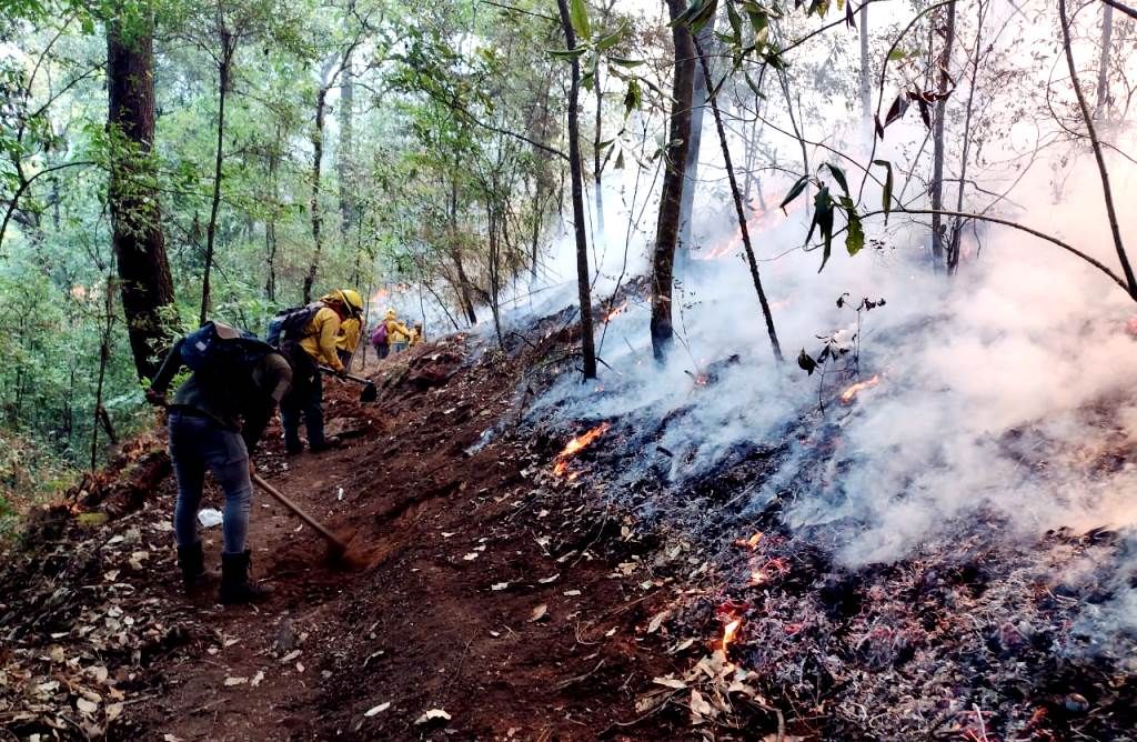 Probosque reporta liquidación de incendios forestales en zona comunal de Ocuilan