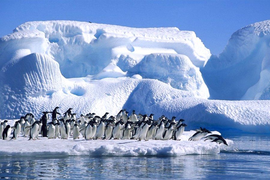 Se torna verde la Antártida por el cambio climático