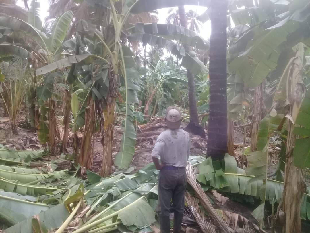 Cultivos enteros de plátano deja destrozados "Blas" a su paso por el municipio de Tecpan 
