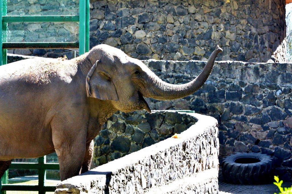 El Parque Ecológico Zacango anuncia el traslado de elefante asiático a santuario
