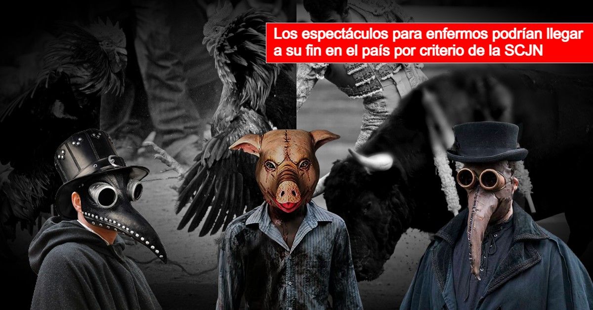 Ya se pueden prohibir peleas de gallos y corridas de toros en Hidalgo por criterio de la SCJN