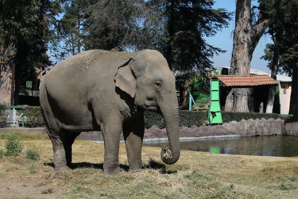 Anuncia parque ecológico ’Zacango’ traslado de elefante asiático a santuario 