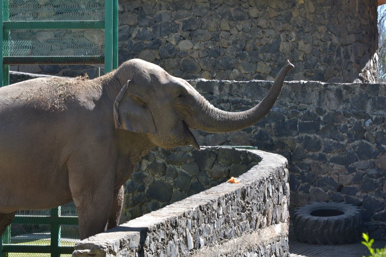 Anuncia parque ecológico ’Zacango’ traslado de elefante asiático a santuario 