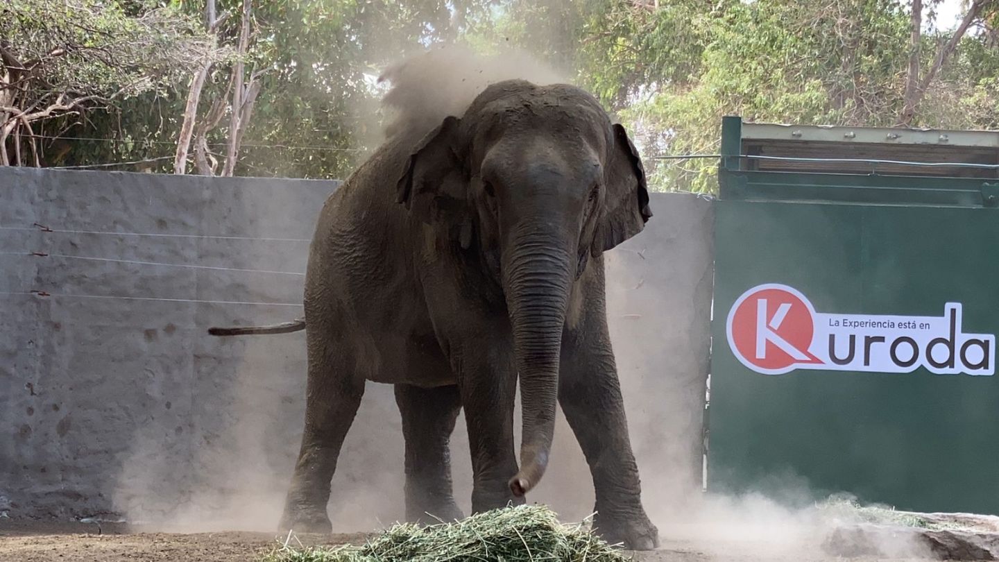 Reunirán a elefantes asiáticos BIREKI Y BIG BOY para preservar el ADN de su especie 