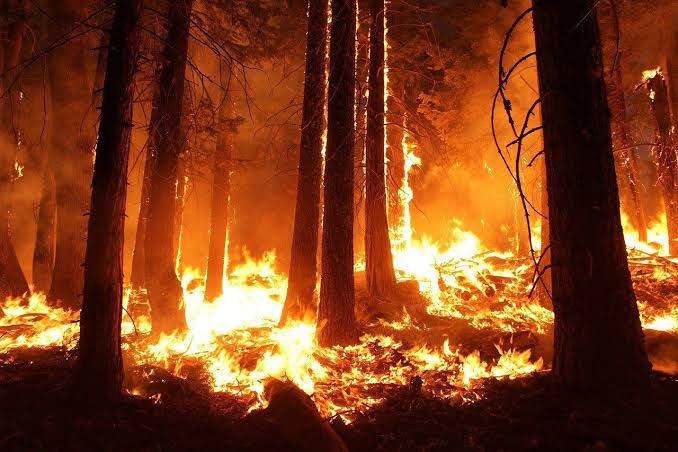 Exhorta Congreso de Tamaulipas a reforestación masiva en áreas afectadas por incendios