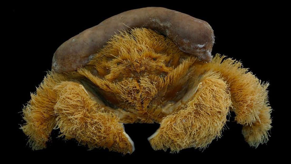 Descubren una nueva especie de ’cangrejo esponja’ en Australia