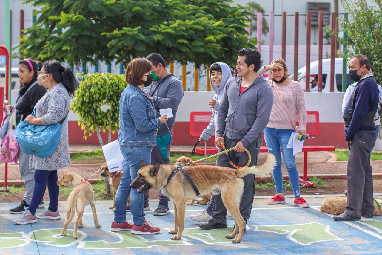 #Gobierno de Chimalhuacán práctica 300 esterilizaciones caninas y felinas: trabajos realizados en la cabecera municipal 