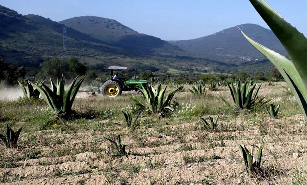 El Edoméx consolida su posición entre los primeros lugares de producción agropecuaria y forestal 