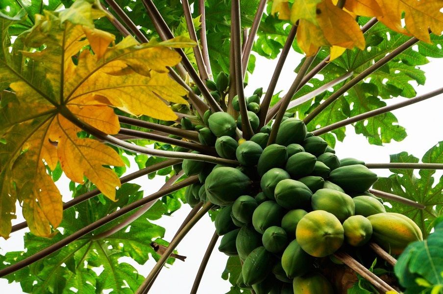Papaya mexicana gana terreno en ventas internacionales 