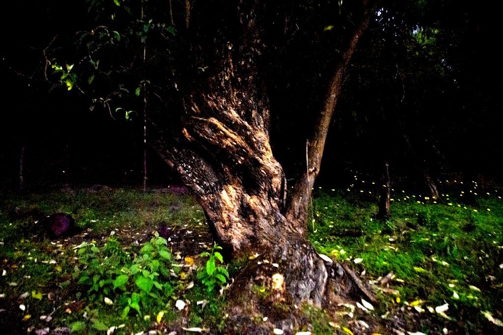 La conservación de bosques permite incrementar a la población de luciérnagas en Amecameca