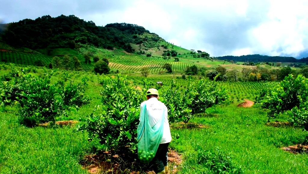 Incrementa el interés de productores del campo mexiquense por el cultivo de limón persa