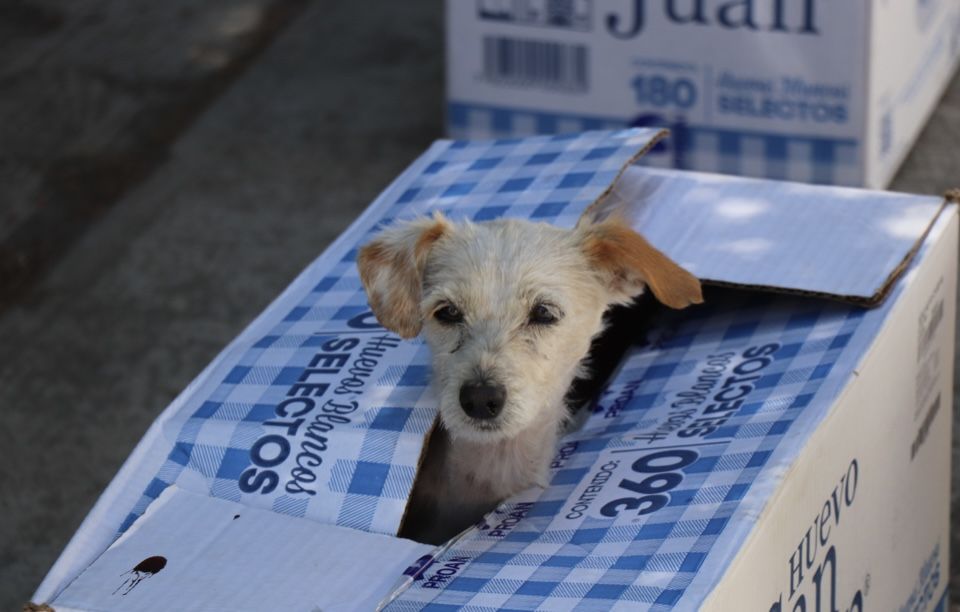 Brinda Huixquilucan cerca de 700 consultas y esterilizaciones gratuitas a mascotas 