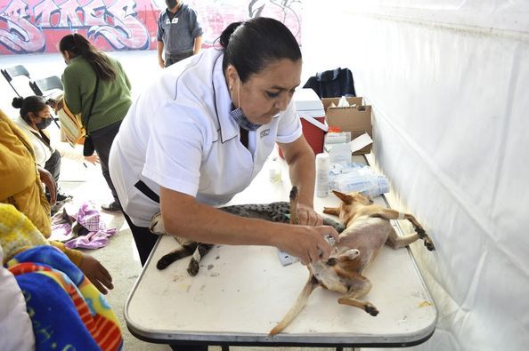 Gobierno de Chimalhuacán lleva jornada de esterilización canina y felina al Barrio Herreros