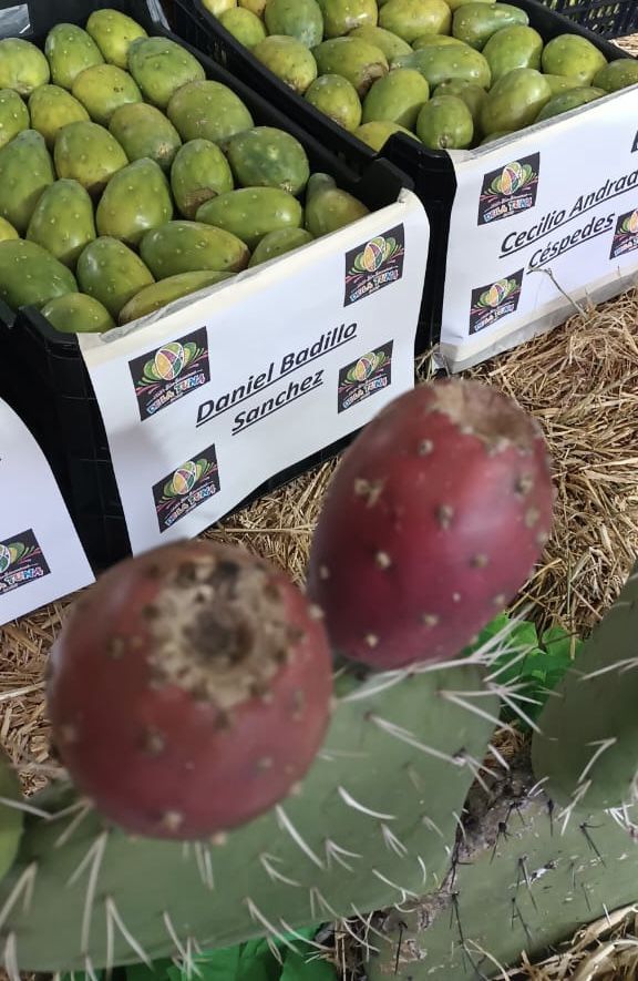 Premiarán con 10 mil pesos al mejor fruto del nopal en la Feria Internacional de la Tuna 2022