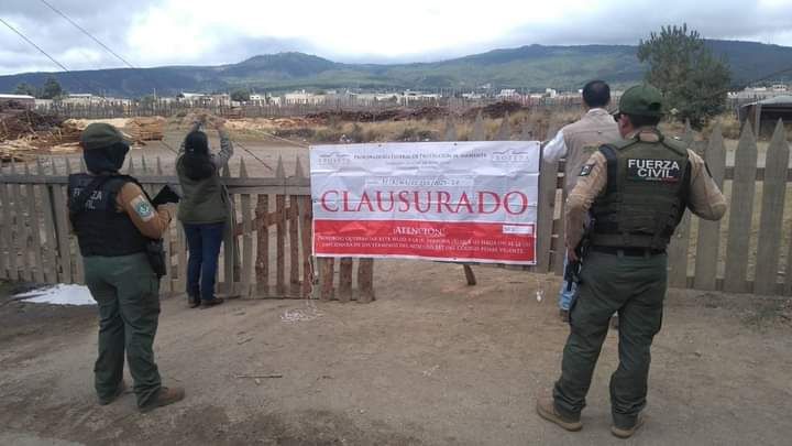 Mantiene SSP y PROFEPA operativos contra tala clandestina en la región del Cofre de Perote