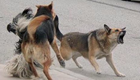 Más de mil personas lesionadas por mordedura de perro en Ecatepec

