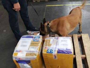 Detecta binomio canino de Aduanas México precursor químico de narcóticos procedente de China 