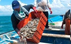 Temor entre pescadores de que veda del camarón podría prolongarse hasta octubre